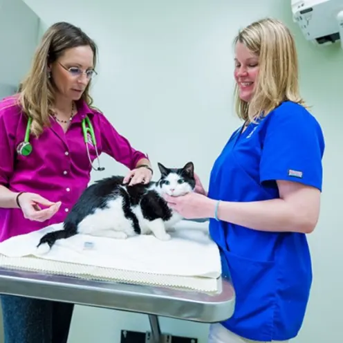 Two staff members with a black and white cat at Companion Animal Hospital